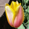 kctulips